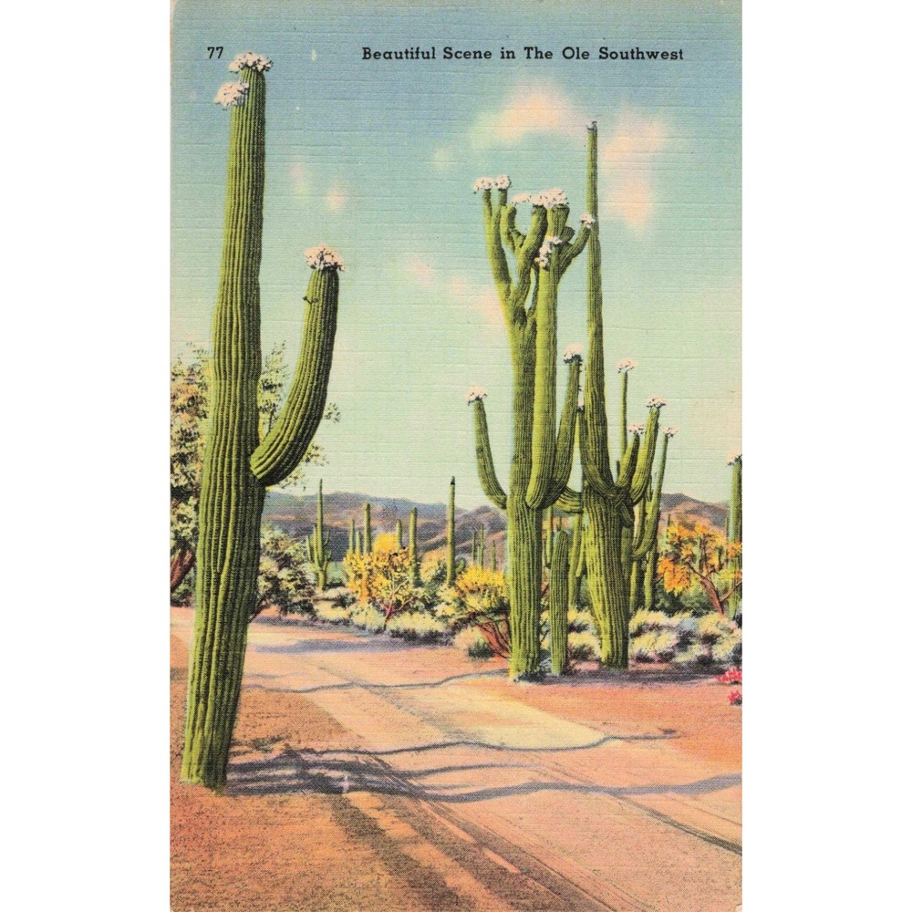 Vtg Linen Postcard Beautiful Scene Ole Southwest Saguaro Cactus Desert Tichnor - Picture 1 of 2